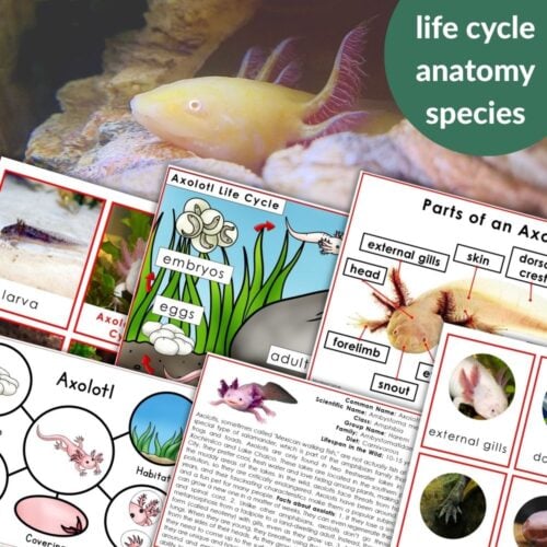 The "Axolotl Life Cycle Parts of an Axolotl" set features diagrams, labeled parts, photos, and informational text about axolotls, with a live axolotl in the background. Montessori Nature Printables
