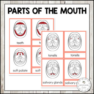 Parts Of The Mouth 3 Part Cards Student Book - Montessori Nature
