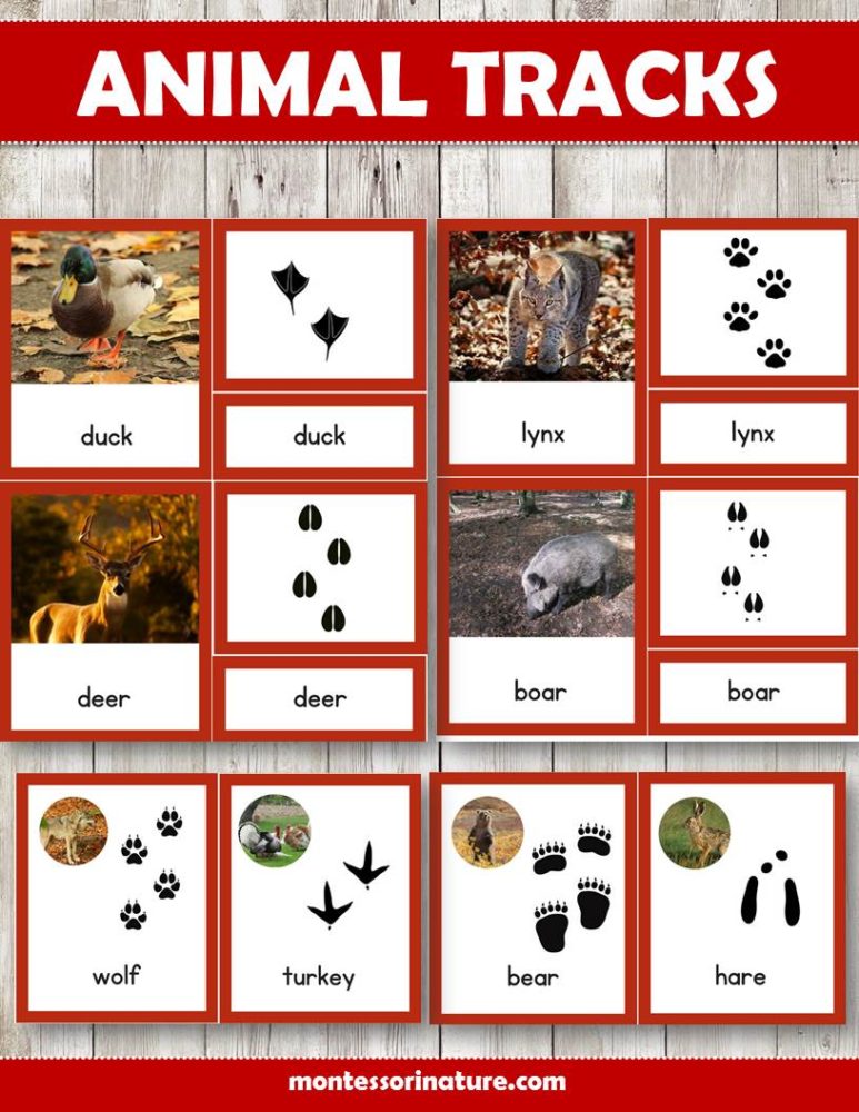 Insects and Crawling Creatures Gross Motor Dice - Montessori Nature Printables
