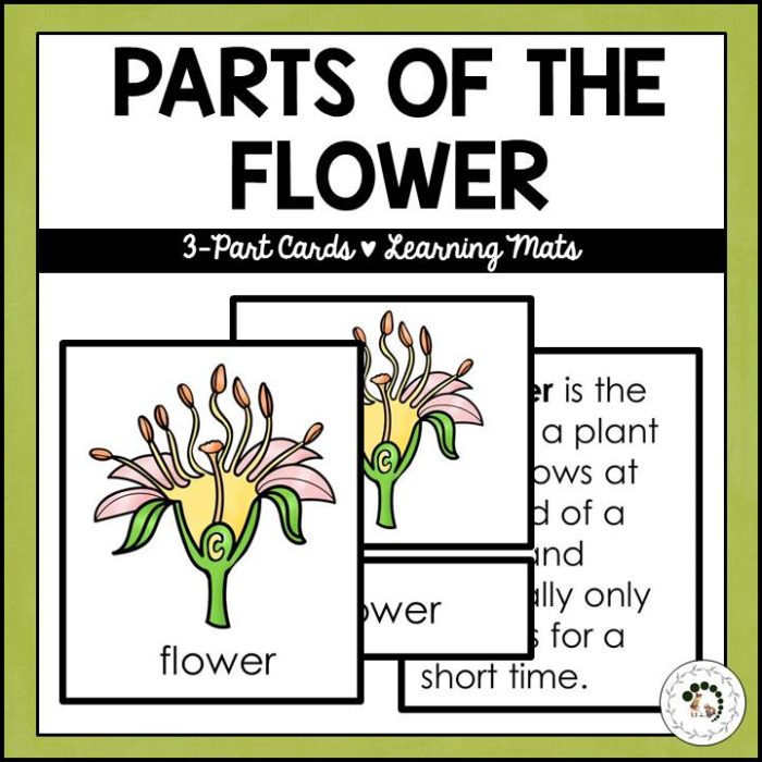 Parts of the Flower: Educational flashcards and mats illustrating and labeling flower anatomy—perfect learning tools for teaching flower structure. Montessori Nature Printables