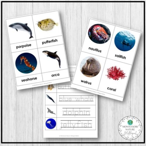 Ocean Animals Vocabulary Editable 3 Part Cards - Montessori Nature