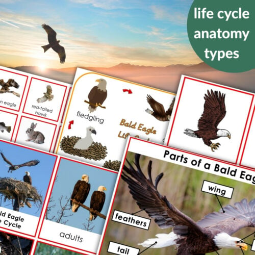 The Parts of the Bald Eagle Life Cycle Nomenclature 3 Part Cards Facts set includes educational materials on the Bald Eagle’s life cycle and anatomy, featuring diagrams, labels, and factual cards for effective learning. Montessori Nature Printables
