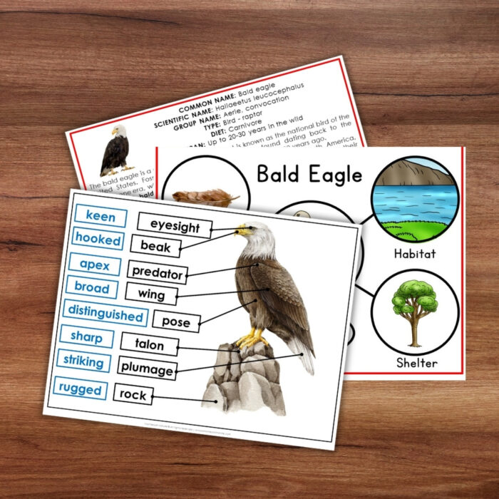 Parts of the Bald Eagle Life Cycle Nomenclature 3 Part Cards Facts - Image 4