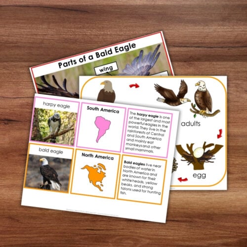 Three illustrated Parts of the Bald Eagle Life Cycle Nomenclature 3 Part Cards Facts, featuring labeled Bald Eagle anatomy, a map of eagle habitats, and the life cycle of an eagle—all displayed on a wooden surface. Montessori Nature Printable