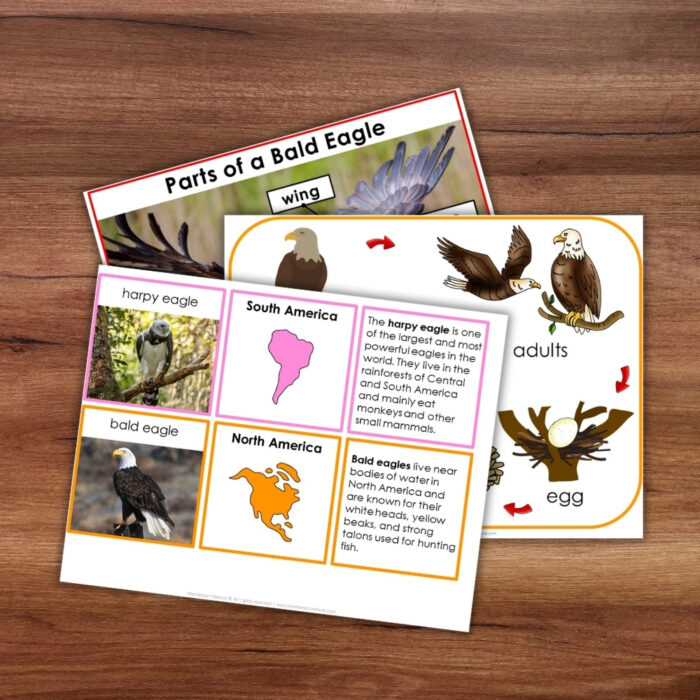 Parts of the Bald Eagle Life Cycle Nomenclature 3 Part Cards Facts - Image 5