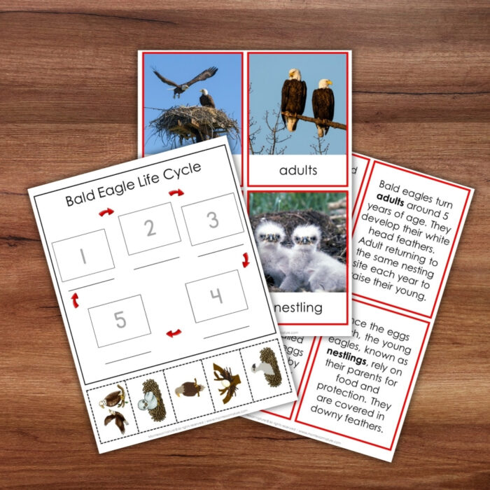 Parts of the Bald Eagle Life Cycle Nomenclature 3 Part Cards Facts - Image 6