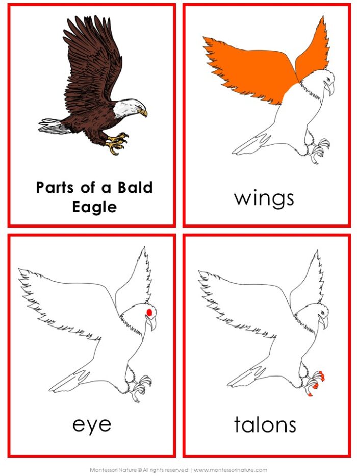 Parts of the Bald Eagle Life Cycle Nomenclature 3 Part Cards Facts - Image 7