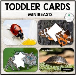 Bugs Insects and Minibeasts Toddler Picture Cards