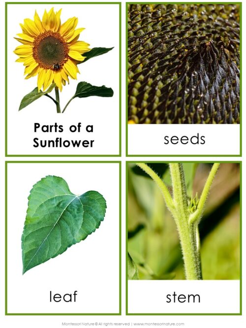Four labeled images from the Parts of a Sunflower Life Cycle Activities product illustrate the parts of a sunflower: the whole flower, central seeds, a green leaf, and a stem close-up with small leaves—ideal for studying the sunflower life cycle or using in engaging sunflower-themed activities. Montessori Nature Printable