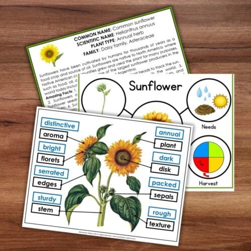 Discover the “Parts of a Sunflower Life Cycle Activities”—three educational worksheets displayed on a wooden surface, each featuring illustrated diagrams, vocabulary labels, sunflower parts, growth stages, and key facts about sunflowers. Ideal for engaging and interactive sunflower activities in the classroom. Montessori Nature Printable