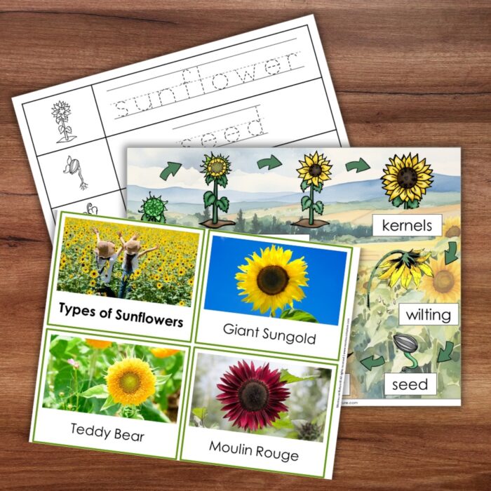Parts of a Sunflower Life Cycle Activities - Image 4