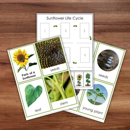 The “Parts of a Sunflower Life Cycle Activities” set includes three educational sunflower-themed worksheets featuring the parts of a sunflower—including seeds, leaf, stem, young plant—and a blank sunflower life cycle diagram, all displayed on a wooden surface—perfect for engaging sunflower activities. Montessori Nature Printable