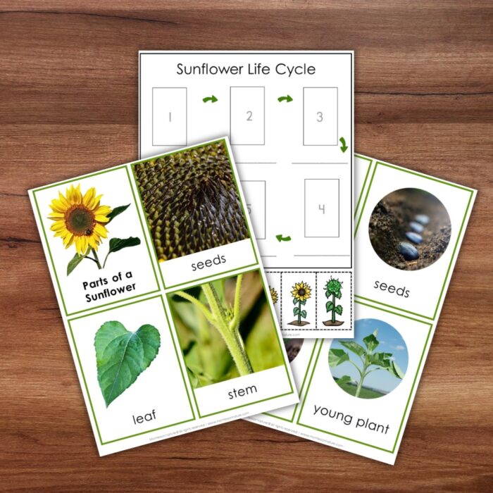 Parts of a Sunflower Life Cycle Activities - Image 5