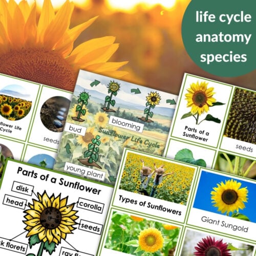 Parts of a Sunflower Life Cycle Activities