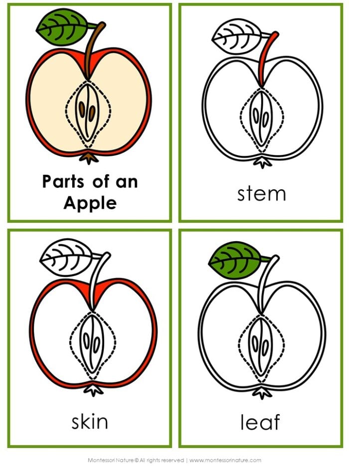 Parts of an Apple Life Cycle Activities - Image 2
