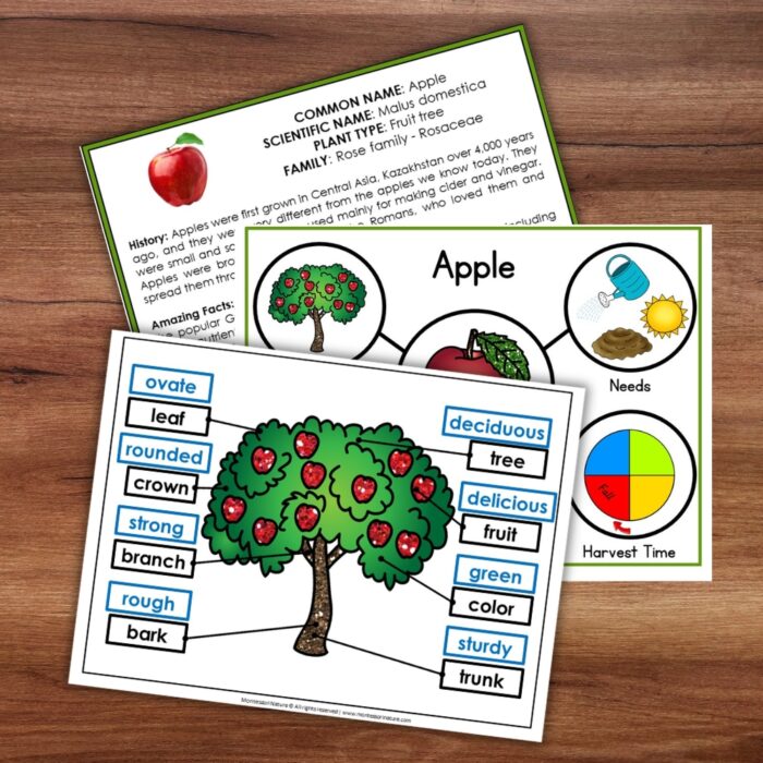 Parts of an Apple Life Cycle Activities - Image 3