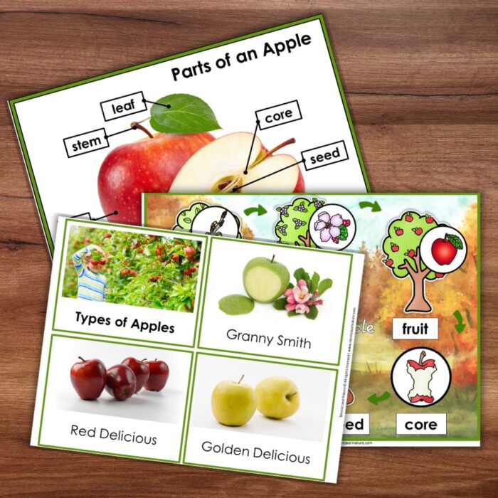 Parts of an Apple Life Cycle Activities - Image 4
