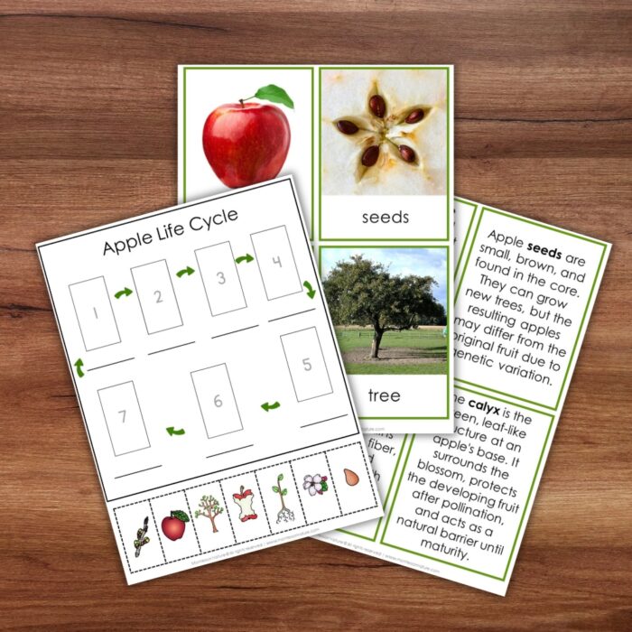 Parts of an Apple Life Cycle Activities - Image 5