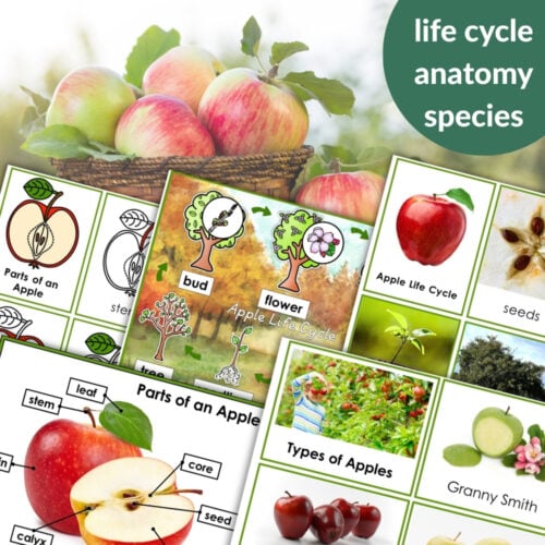 The Parts of an Apple Life Cycle Activities features a basket of apples and educational diagrams showing the apple life cycle, varieties, and anatomy with labeled illustrations—great for classroom apple or life cycle activities. Montessori Nature Printables