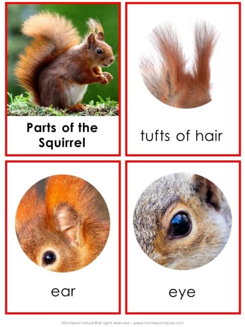 Introduce young learners to the fascinating world of squirrels with our “Parts of a Squirrel Life Cycle Activities” chart—this educational resource features labeled illustrations of a squirrel’s tufts of hair, ear, and eye, making it perfect for supporting lessons on the squirrel life cycle and related activities. Montessori Nature Printable