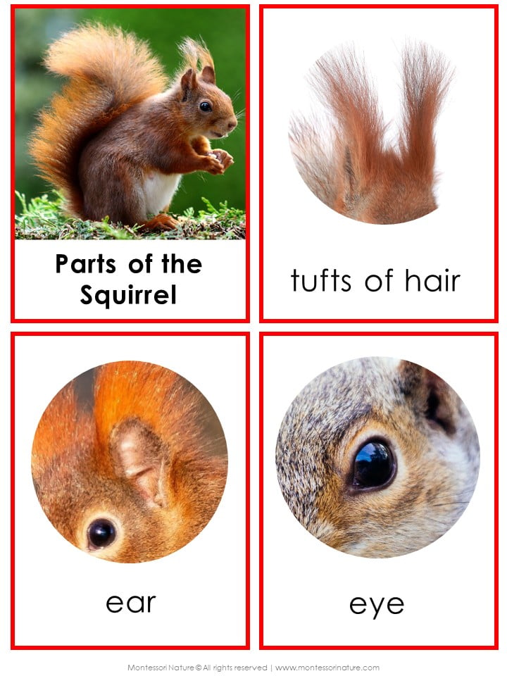 Introduce young learners to the fascinating world of squirrels with our “Parts of a Squirrel Life Cycle Activities” chart—this educational resource features labeled illustrations of a squirrel’s tufts of hair, ear, and eye, making it perfect for supporting lessons on the squirrel life cycle and related activities. Montessori Nature Printable
