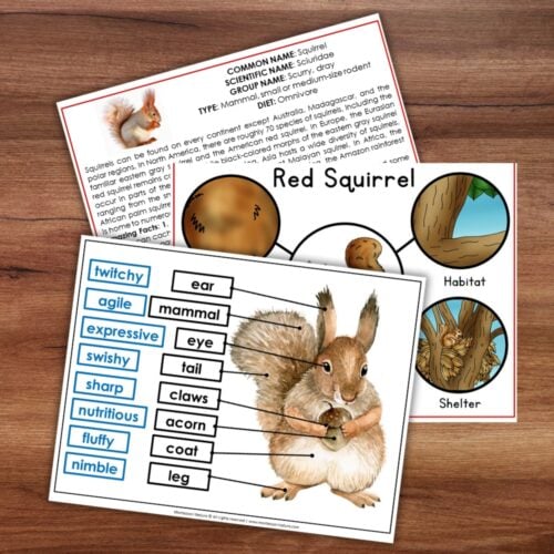 Discover the “Parts of a Squirrel Life Cycle Activities” set—three engaging educational sheets including labeled squirrel anatomy, a life cycle diagram perfect for classroom activities, and an informative fact sheet—all beautifully arranged on a wooden surface. Montessori Nature Printable