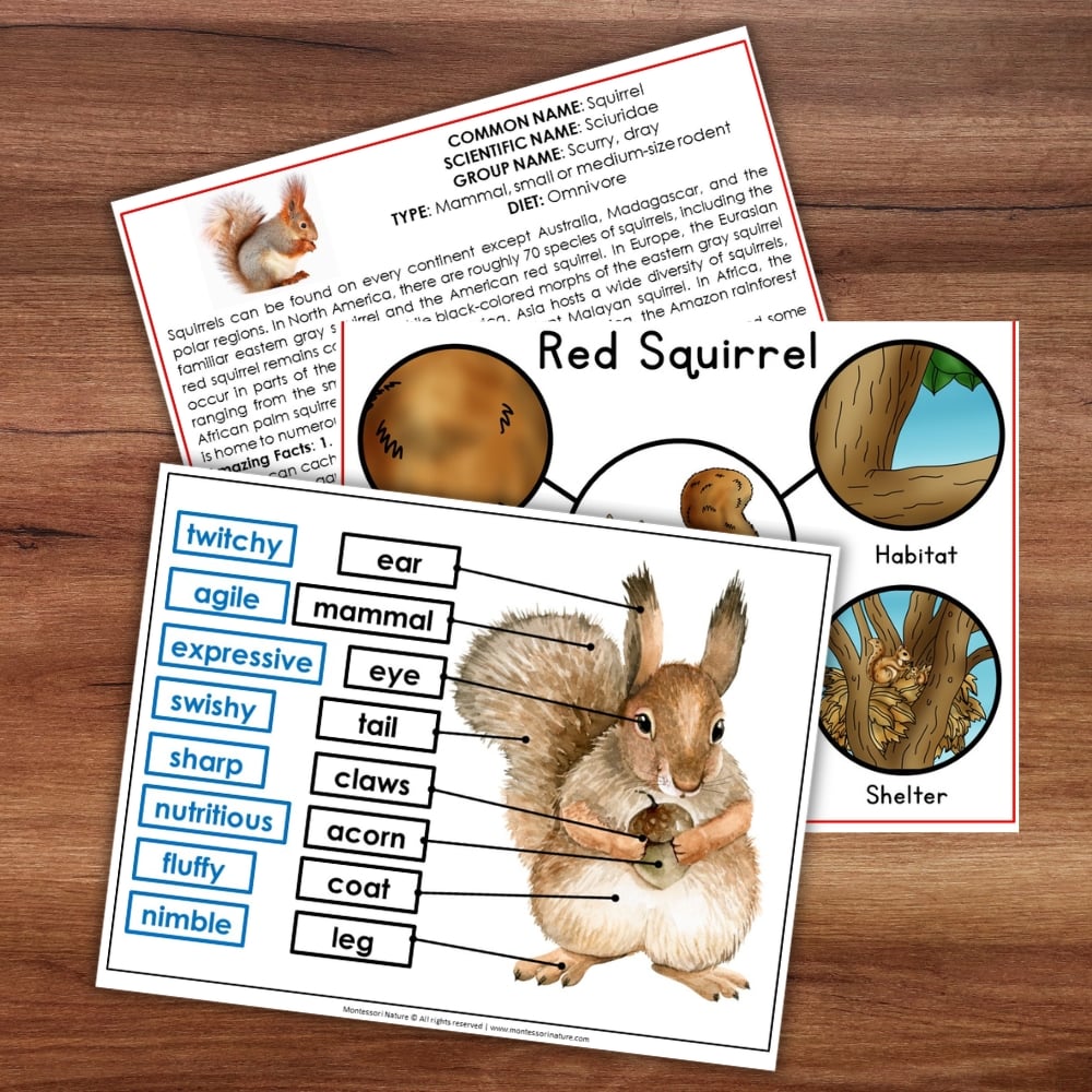 Discover the “Parts of a Squirrel Life Cycle Activities” set—three engaging educational sheets including labeled squirrel anatomy, a life cycle diagram perfect for classroom activities, and an informative fact sheet—all beautifully arranged on a wooden surface. Montessori Nature Printable
