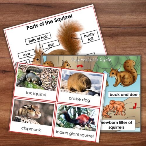 Parts of a Squirrel Life Cycle Activities educational cards showcase diagrams of squirrel anatomy, various species, and detailed life cycle stages. Each card features clearly labeled parts, illustrated phases of development, and photographs depicting different types of squirrels alongside a prairie dog—ideal for interactive squirrel activities or enriching your squirrel life cycle lessons. Montessori Nature Printable