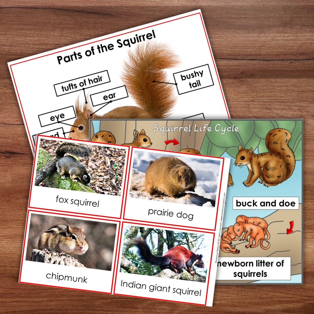 Parts of a Squirrel Life Cycle Activities educational cards showcase diagrams of squirrel anatomy, various species, and detailed life cycle stages. Each card features clearly labeled parts, illustrated phases of development, and photographs depicting different types of squirrels alongside a prairie dog—ideal for interactive squirrel activities or enriching your squirrel life cycle lessons. Montessori Nature Printable