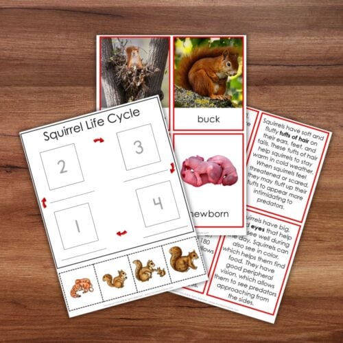 Parts of a Squirrel Life Cycle Activities set featuring cards with squirrel images, stage descriptions, and a sequencing worksheet on a wooden surface—ideal for engaging squirrel-themed lessons or enhancing your life cycle activities collection. Montessori Nature Printable