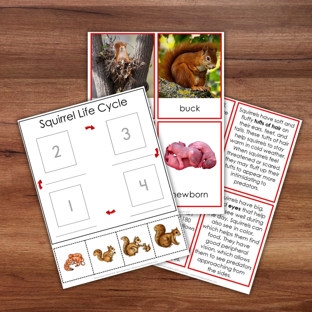 Parts of a Squirrel Life Cycle Activities set featuring cards with squirrel images, stage descriptions, and a sequencing worksheet on a wooden surface—ideal for engaging squirrel-themed lessons or enhancing your life cycle activities collection. Montessori Nature Printable