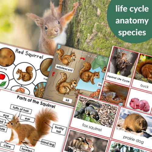 Parts of a Squirrel Life Cycle Activities features a collage of squirrel images, labeled anatomy diagrams, life cycle stages, and informative text—perfect for engaging students in squirrel life cycle learning activities. Montessori Nature Printables