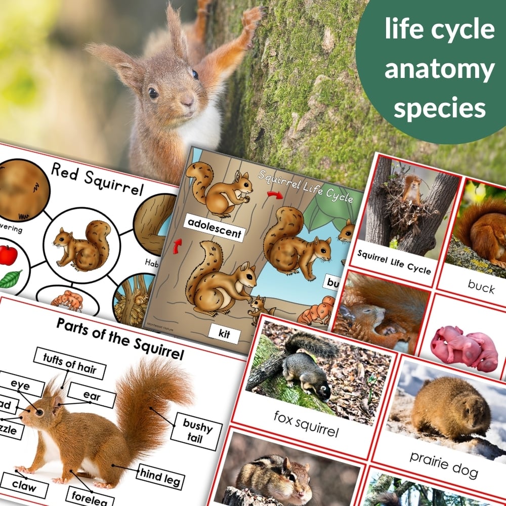 Parts of a Squirrel Life Cycle Activities features a collage of squirrel images, labeled anatomy diagrams, life cycle stages, and informative text—perfect for engaging students in squirrel life cycle learning activities. Montessori Nature Printables