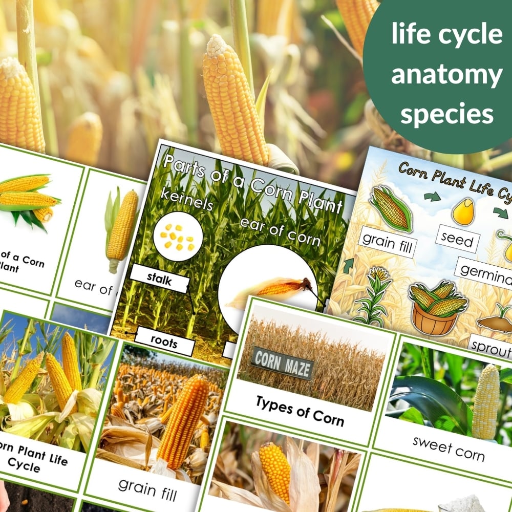 The "Parts of a Corn Life Cycle Activities" features worksheets and diagrams on corn anatomy, kernels, and the life cycle, shown with a fresh corn cob in the background. Montessori Nature Printables