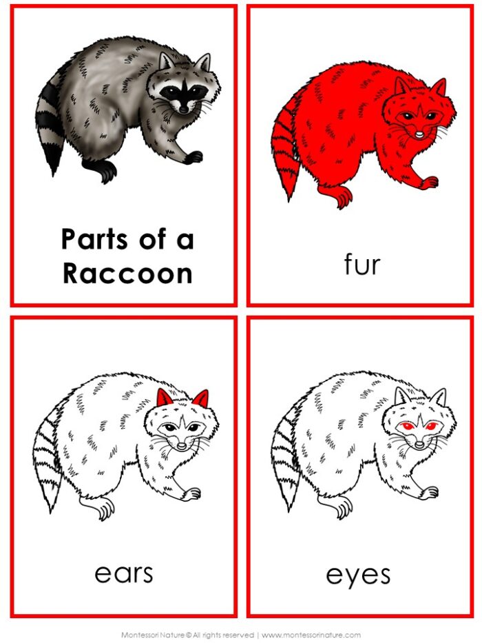 Parts of a Raccoon Life Cycle Activities includes four flashcards: whole raccoon, red fur, pointed ears, and eyes—great for life cycle or raccoon activities. Montessori Nature Printable
