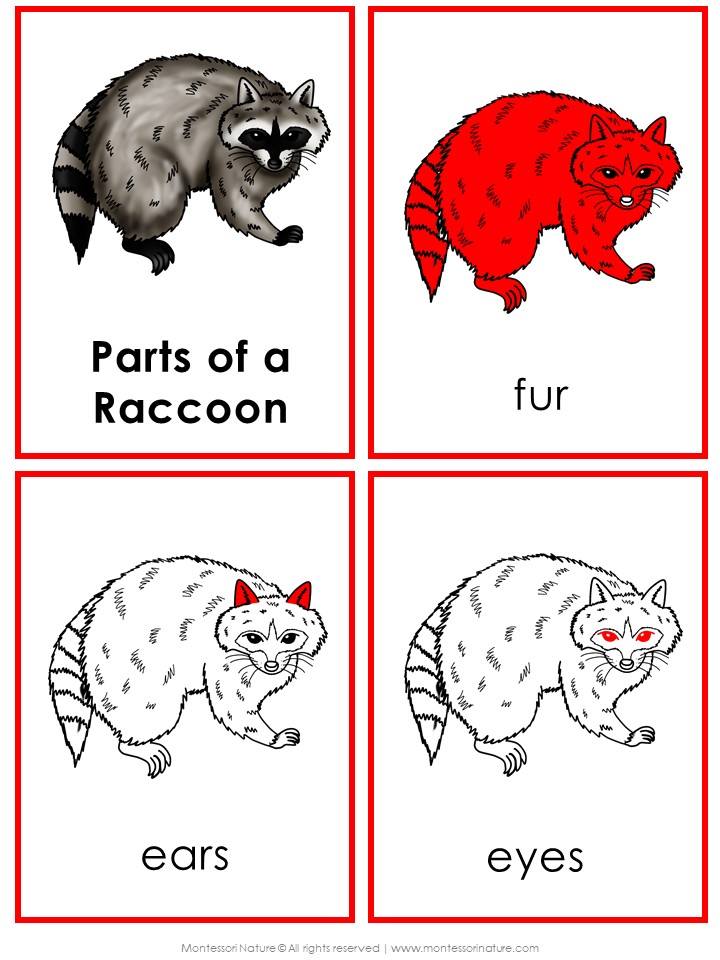 Parts of a Raccoon Life Cycle Activities includes four flashcards: whole raccoon, red fur, pointed ears, and eyes—great for life cycle or raccoon activities. Montessori Nature Printable