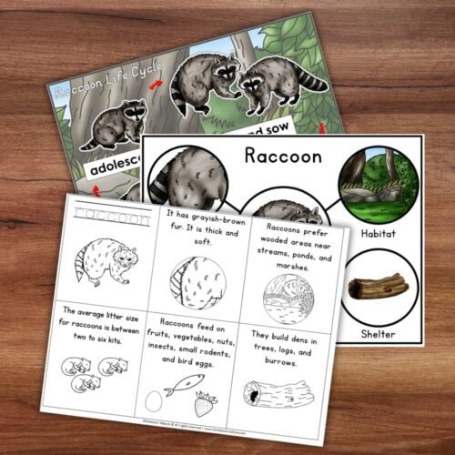 Parts of a Raccoon Life Cycle Activities includes three worksheets with illustrations and facts on habitat, diet, shelter, and more—all shown on a wooden surface. Montessori Nature Printable