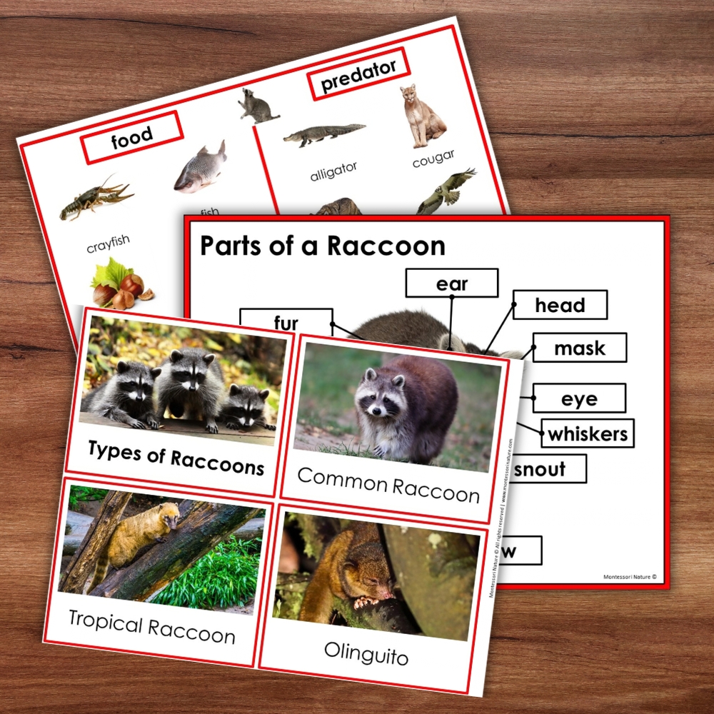Three “Parts of a Raccoon Life Cycle Activities” worksheets on a wooden surface feature raccoon anatomy, diet, predators, and types with labeled photos and diagrams. Montessori Nature Printable