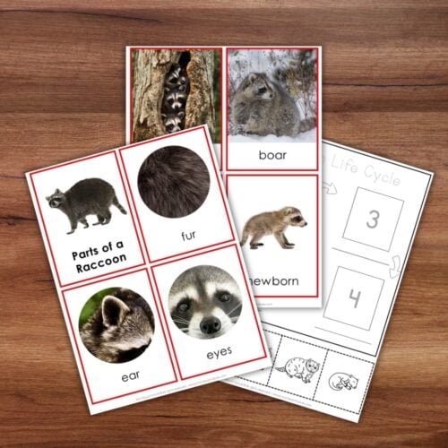 Parts of a Raccoon Life Cycle Activities features labeled raccoon cards and a life cycle worksheet—ideal for hands-on learning on any surface. Montessori Nature Printable