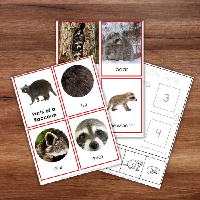 Parts of a Raccoon Life Cycle Activities features labeled raccoon cards and a life cycle worksheet—ideal for hands-on learning on any surface. Montessori Nature Printable