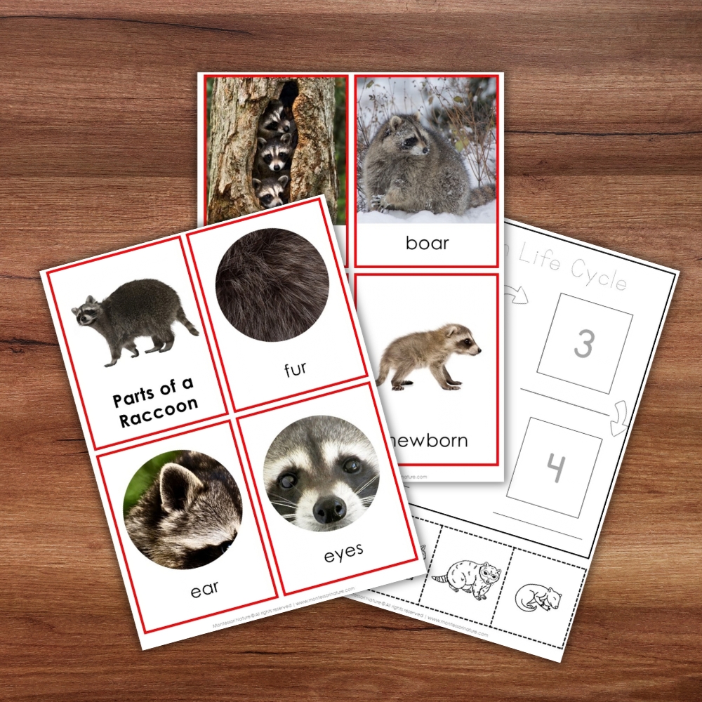 Parts of a Raccoon Life Cycle Activities features labeled raccoon cards and a life cycle worksheet—ideal for hands-on learning on any surface. Montessori Nature Printable