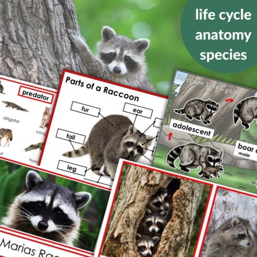 Collage featuring Parts of a Raccoon Life Cycle Activities: includes raccoon photos, life cycle diagrams, anatomy charts, and labeled close-ups, with "life cycle anatomy species" text highlighted in a green circle. Montessori Nature Printables