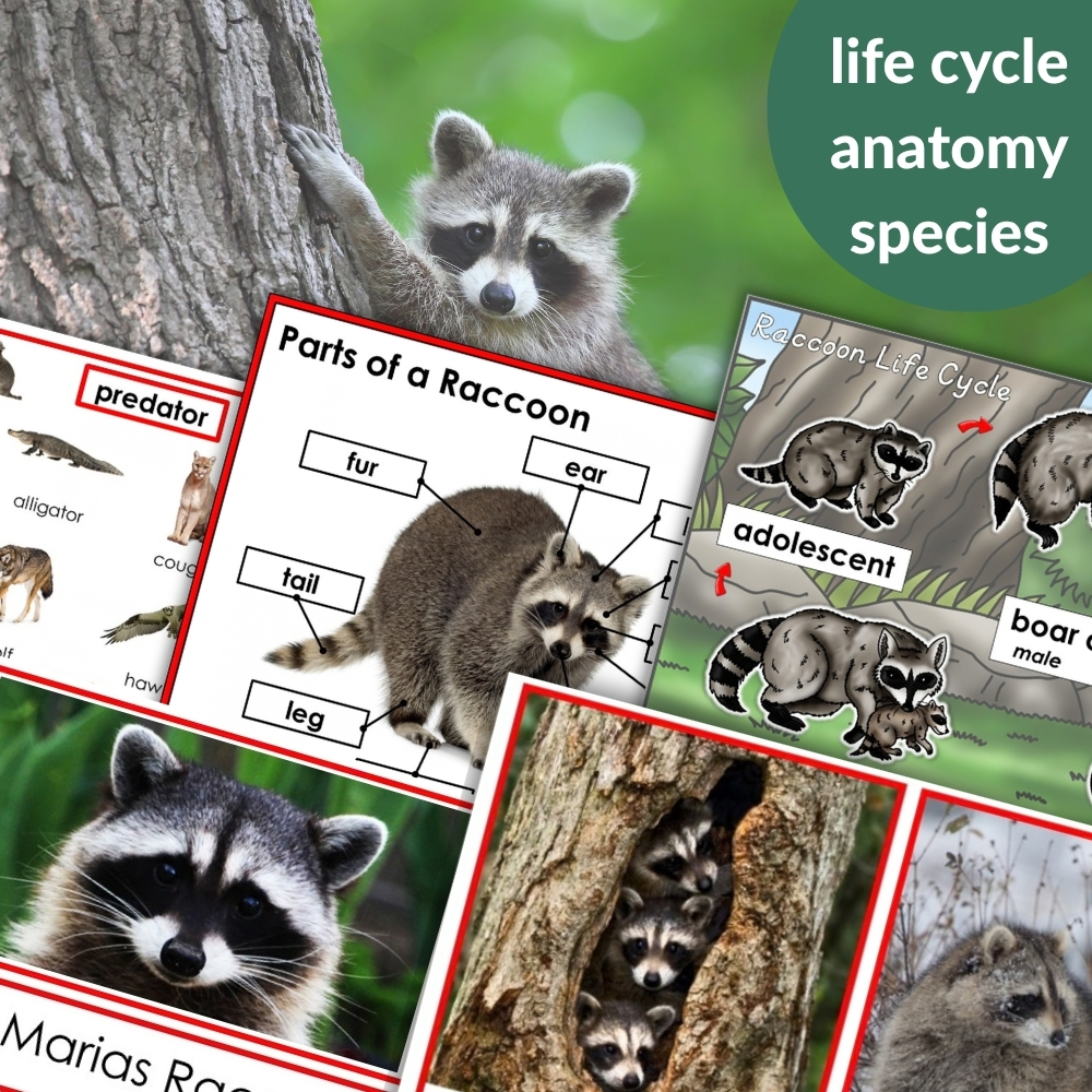 Collage featuring Parts of a Raccoon Life Cycle Activities: includes raccoon photos, life cycle diagrams, anatomy charts, and labeled close-ups, with "life cycle anatomy species" text highlighted in a green circle. Montessori Nature Printables
