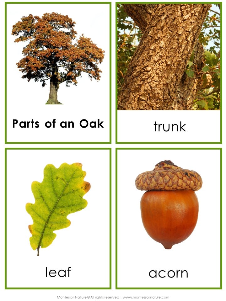 Parts of an Oak Tree Life Cycle Activities