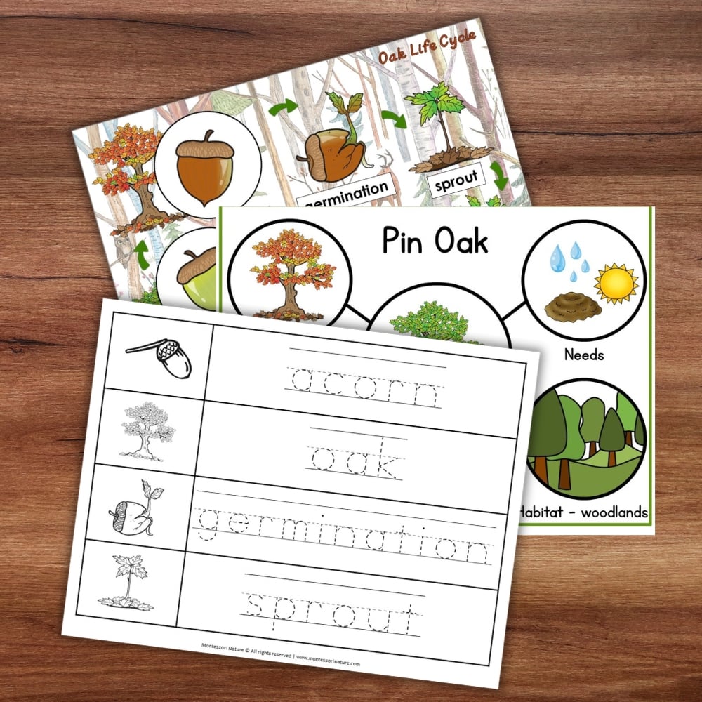 Parts of an Oak Tree Life Cycle Activities