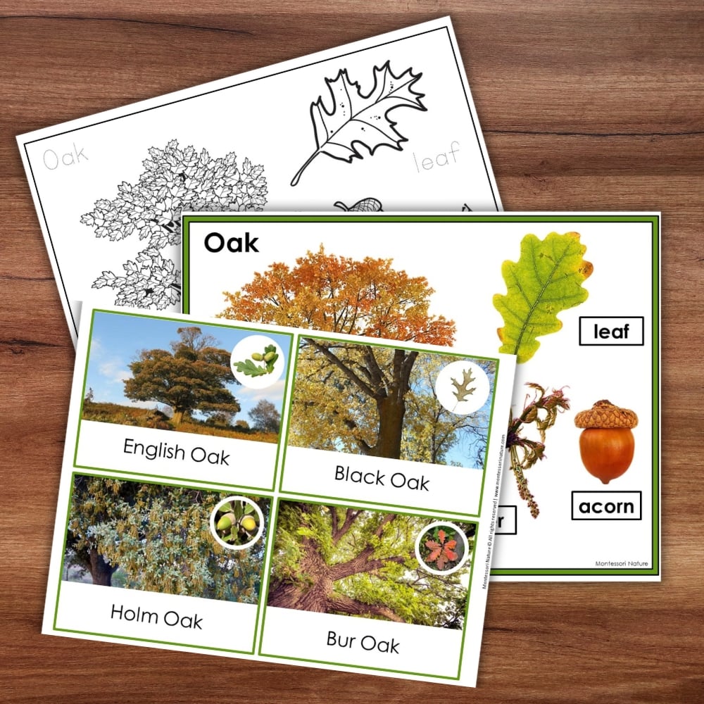 Parts of an Oak Tree Life Cycle Activities