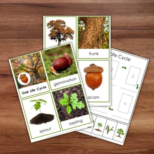 Parts of an Oak Tree Life Cycle Activities - Image 5