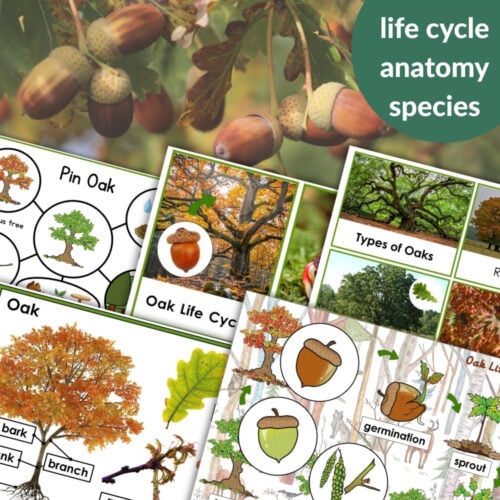 Parts of an Oak Tree Life Cycle Activities features educational posters with diagrams of the oak tree life cycle, anatomy, species, and labeled photos of leaves, acorns, and parts—plus text overlays highlighting key topics and activities for learners. Montessori Nature Printables