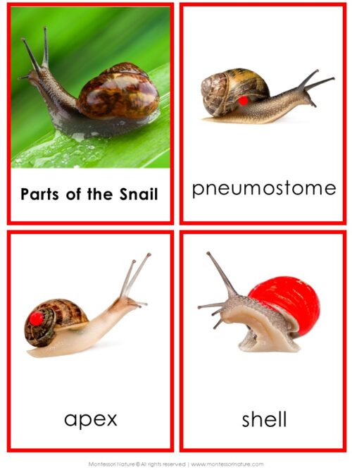 Four Parts of a Snail Life Cycle Activities cards labeled “Parts of the Snail,” “pneumostome,” “apex,” and “shell,” with red dots indicating the anatomy on each science worksheet. Montessori Nature Printable