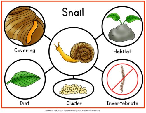 Parts of a Snail Life Cycle Activities diagram showing a central snail surrounded by circles depicting its covering, habitat, diet, egg cluster, and invertebrate status. Montessori Nature Printable